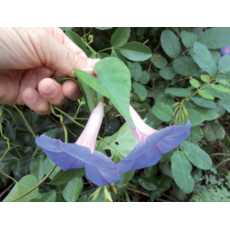 MORNING GLORY Convolvulaceae (Ipomoea spp.)