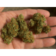 MARIJUANA, Weed, Hemp, Ganja, Reefer, Pot, Panama Red Cannabaceae (Cannabis sativa)