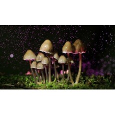 Psilocybin: The Medicinal Power of Magic Mushrooms