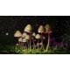 Psilocybin: The Medicinal Power of Magic Mushrooms