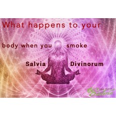 Salvia Divinorum Effects