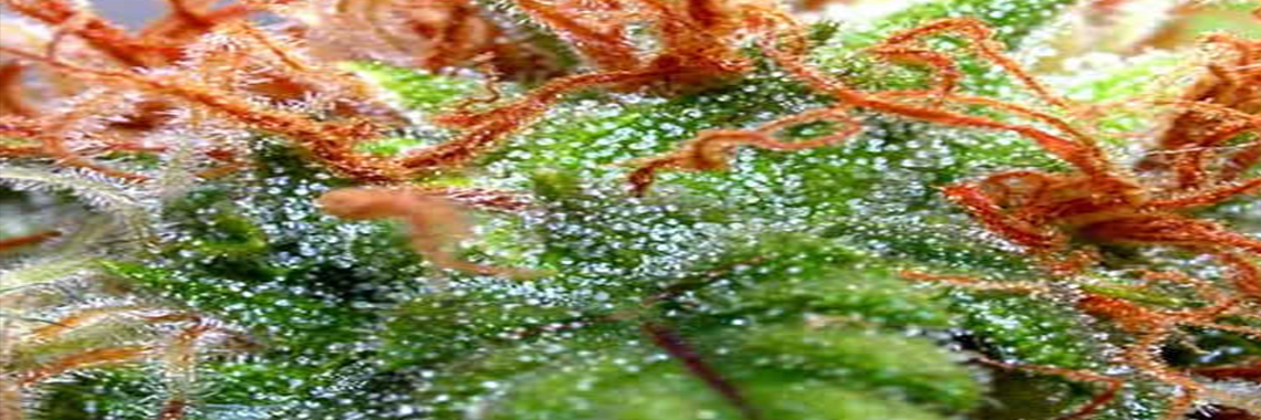 Legal Highs Fake Cannabis Bud Weed